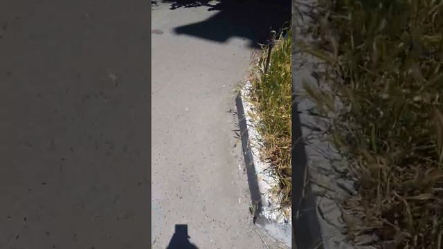 VLOG обосрали голуби смотреть онлайн