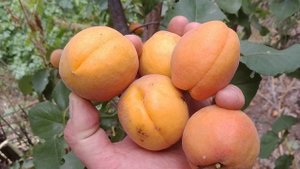 Абрикос Фаркло. Apricot Farclo. Ультрапізній сорт, який закриває сезон. Огляд від Максі Сад