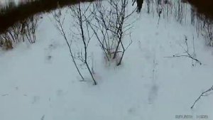 Охота на кабана с лайкой.