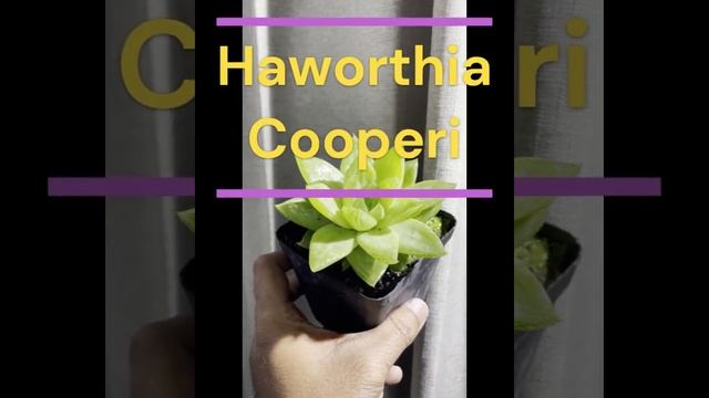 Haworthia Cooperi   An Easy Growing Beautiful Succulent for Your Collection