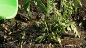 Полезные советы. Как вырастить супер урожай томатов в открытом грунте