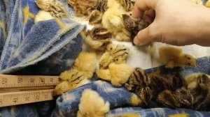 Сутки после рождения. Перепелята.