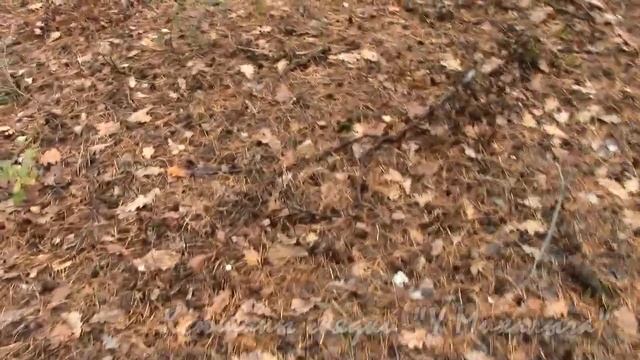 ОКТЯБРЬСКИЕ ЗАРИСОВКИ: Сказки старого леса. Страницы дневника.