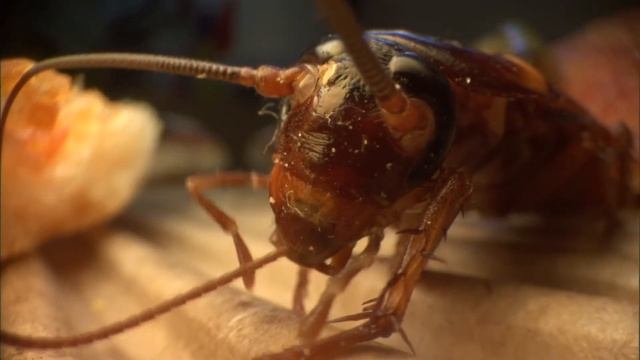 Close-up of an American cockroach (Periplaneta americana) grooming itself after feeding on pizza. смотреть онлайн
