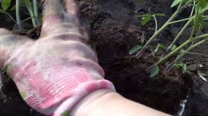 КОРНИ ТОМАТОВ ПОСЛЕ ПОСЕВА В КОКОСОВЫЙ СУБСТРАТ