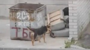 Собаки охотятся на крыс