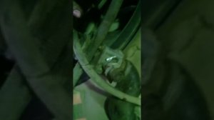 Хово евро 2 термостат решение проблемы (ремонт howo шакман shacman шанкси печка холодно не греет)