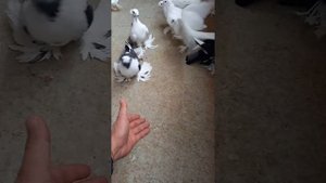 Мини голубятник )