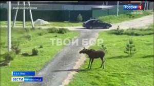 Лоси гуляют по Неклюдову