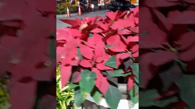 POINSETTIA IN A GIANT POT