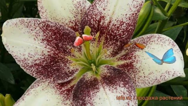 Лилия азиатская Изи Спот (lilium asiatic easy spot) ? обзор: как сажать, луковицы лилии Изи Спот смотреть онлайн