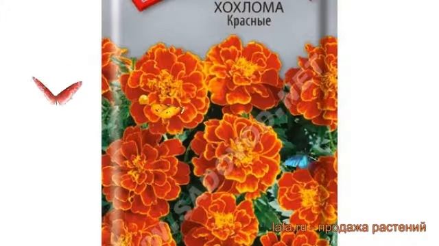 Бархатцы обыкновенный Красные (krasnye) ? Красные обзор: как сажать, семена бархатцев Красные смотреть онлайн