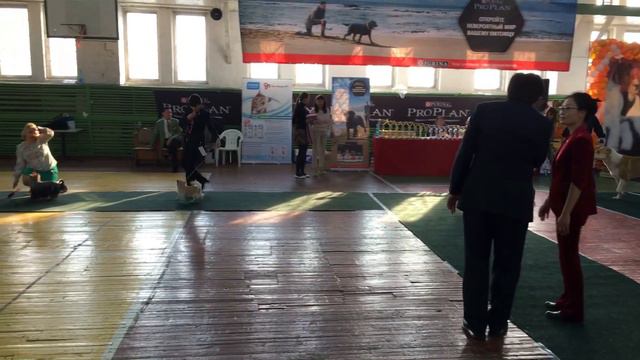 Лучший юниор монопородных выставок. Владивосток 4 ноября 2017 смотреть онлайн