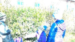 Волчья ягода