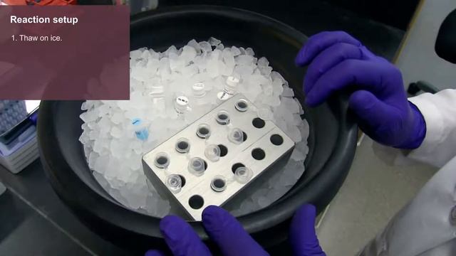 Introduction to the NEBExpress® Cell-free Protein Synthesis System смотреть онлайн