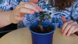 How to Make Cotoneaster Bonsai *EASY* ?Pruning and Shaping Ideas