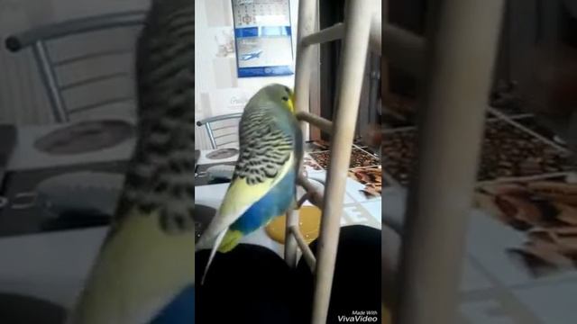 Я умею делать трюки смотреть онлайн