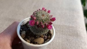 My Mammillaria spinosissima cactus in bloom for the first time