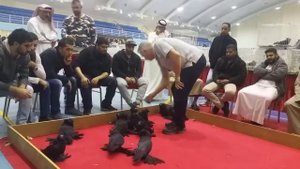 ДЕКОРАТИВНЫЕ ГОЛУБИ / БУХАРСКИЕ БАРАБАНЩИКИ / PIGEONS / TAUBE #Gulsarinfo©
