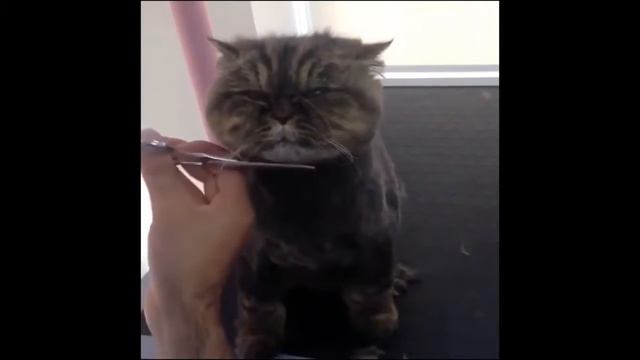 Кайф смеха(1) смотреть онлайн