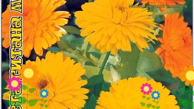 Календула обыкновенная Гитана Микс. Краткий обзор, описание calendula officinalis Gitana Miks смотреть онлайн