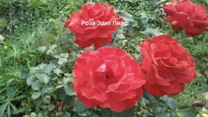Сорта роз. Роза сорта  Эдит Пиаф. Очень красивая роза.