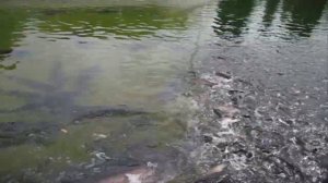 Племзавод Адлер