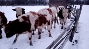 Загнали тёлок?Зимнее содержание быков на улице.