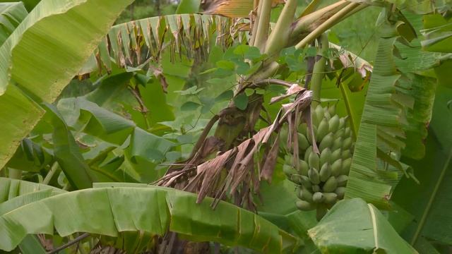 LUCIA harvests corn and jackfruit to market Lucia Daily Life