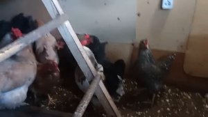 Продам Нижне-Шкафтинского петуха!