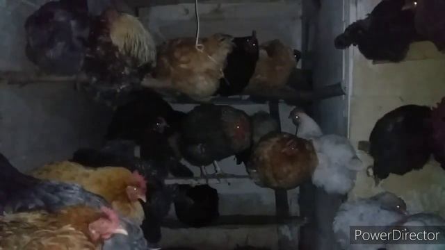 Влог//Ночной Обход//Как Спят Куры?/Линька у Кур //Всё Хорошо в Курятниках?//how do chickens sleep? смотреть онлайн