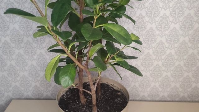 Фикус Мокламе. Весення формировочная обрезка. Как сформировать фикусу пышную крону.