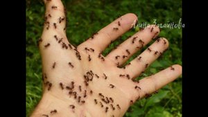 Как я избавилась от маленьких муравьёв в доме. Почти мистическая история