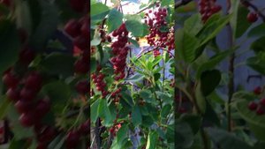 Красная черемуха