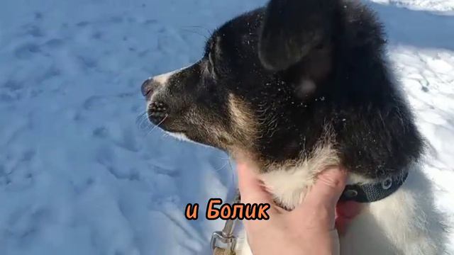 Этих 2 щенков нашли замерзшими в сугробе 🥶 смотреть онлайн