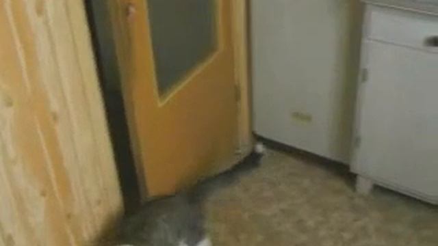 ШОК!!!!!!! Издевательство над Котом! Бедный кот потерял глаз!! 18+ смотреть онлайн