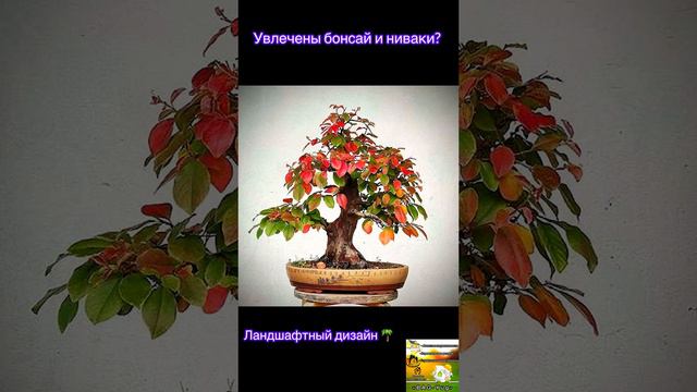 Увлечены бонсай и ниваки? Ландшафтный дизайн 🌴