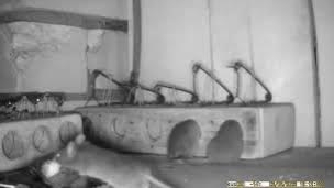 Мышеловка, разные калибры мышей, попадаются... смотреть онлайн