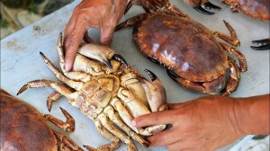 Вьетнамская уличная еда - Краб Дандженесс Муйне морепродукты Вьетнама.