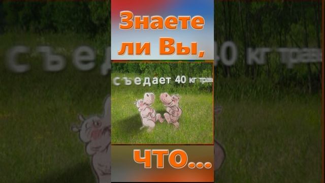 Знаете ли вы Что? Бегемот