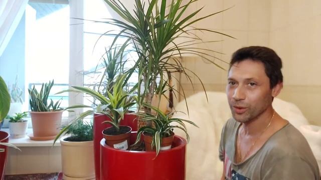 Драцена Маргината ,  Лемон , Вайт , Копстек Канзи в одном вазоне