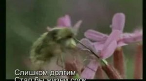 105Мы никто пока нас не полюбят если мы не любим мы никто.mp4