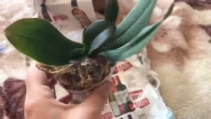 Посылка с орхидеей с Пассифлора!Злая и много болтаю) Очень красивая орхидея.