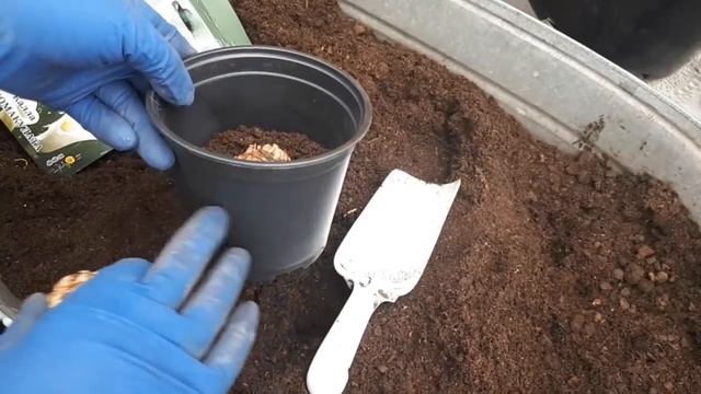 Новый опыт: КАЛЛЫ клубневые цветные для горшка.