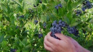 Нет необходимости ходить в лес , выращивание черники на даче  очень просто и дает много ягод .