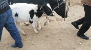 QARSHI MOL BOZORI SOTILGAN MOLLAR NARXLARI 25 OKTYABR 2022