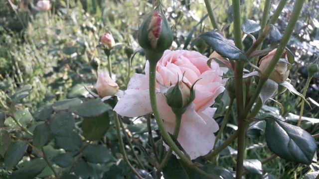 Роза Абрахам Дерби смотреть онлайн