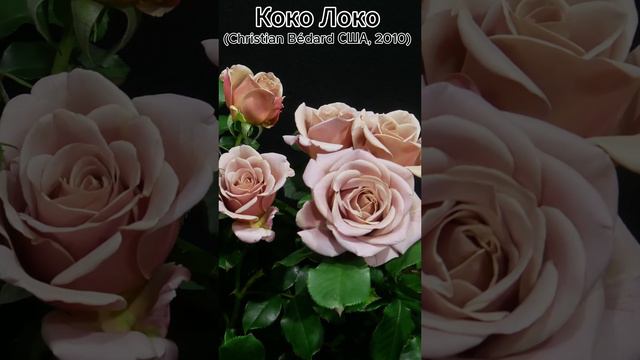 Роза Коко Локо - Timelapse Rose Koko Loko (Christian Bédard 2010)