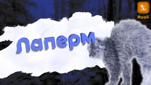 Порода кошек Лаперм