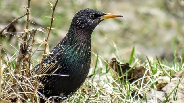 Природа, ручей, птицы - утки, скворцы, грачи, галки Кемерово смотреть онлайн